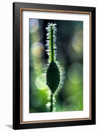 Hairy-Ursula Abresch-Framed Photographic Print