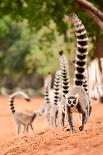 Family of Ringtailed Lemur, Lemur Catta, Walking on the Ground with their Tails up in Berenty Reser-Hajakely-Photographic Print