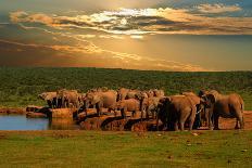 Troop, Herd of Elephant, Loxodonta Africana, Drinking at the Water Hole in Late Afternoon in Addo-Hajakely-Photographic Print
