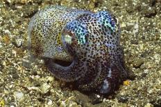 Berry's Bobtail Squid-Hal Beral-Photographic Print