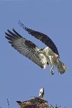 Osprey with Extended Talons-Hal Beral-Photographic Print