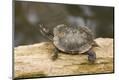 Premium Photographic Print
