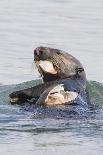 Southern Sea Otter Eats a Clam-Hal Beral-Photographic Print