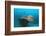 Halaveli Wreck and a Scuba Diver, Maldives.-Reinhard Dirscherl-Framed Photographic Print