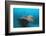 Halaveli Wreck and a Scuba Diver, Maldives.-Reinhard Dirscherl-Framed Photographic Print