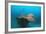 Halaveli Wreck and a Scuba Diver, Maldives.-Reinhard Dirscherl-Framed Photographic Print