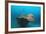 Halaveli Wreck and a Scuba Diver, Maldives.-Reinhard Dirscherl-Framed Photographic Print