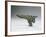 Halberd Axe Blade, Warring States Period-null-Framed Giclee Print