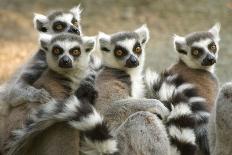 Ring-Tailed Lemurs-halbrindley-Framed Premier Image Canvas