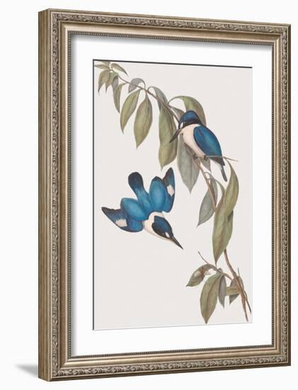 Halcyon Macleayi-John Gould-Framed Giclee Print