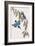 Halcyon Macleayi-John Gould-Framed Giclee Print