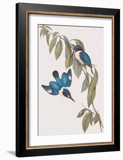 Halcyon Macleayi-John Gould-Framed Giclee Print