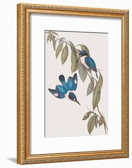 Halcyon Macleayi-John Gould-Framed Giclee Print