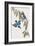 Halcyon Macleayi-John Gould-Framed Giclee Print