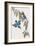 Halcyon Macleayi-John Gould-Framed Giclee Print