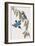 Halcyon Macleayi-John Gould-Framed Giclee Print