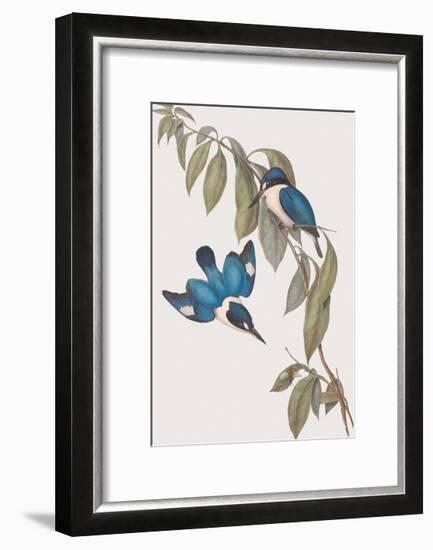 Halcyon Macleayi-John Gould-Framed Giclee Print