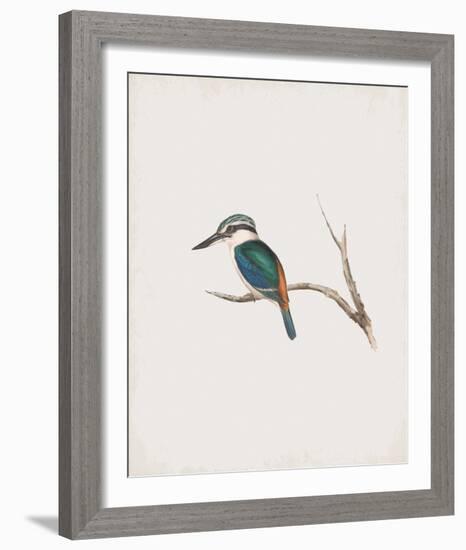 Halcyon Pyrrhopygia-John Gould-Framed Giclee Print