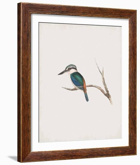 Halcyon Pyrrhopygia-John Gould-Framed Giclee Print