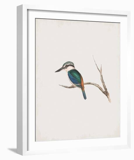 Halcyon Pyrrhopygia-John Gould-Framed Giclee Print