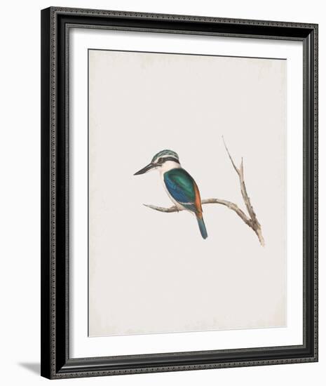 Halcyon Pyrrhopygia-John Gould-Framed Giclee Print