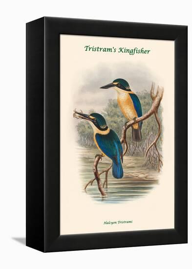 Halcyon Tristrami - Tristram's Kingfisher-John Gould-Framed Stretched Canvas