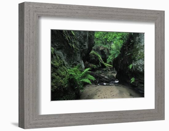 Halerbach - Haupeschbach Flowing Between Moss Covered Rocks with Ferns (Dryopteris Sp.) Luxembourg-Tønning-Framed Photographic Print