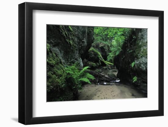 Halerbach - Haupeschbach Flowing Between Moss Covered Rocks with Ferns (Dryopteris Sp.) Luxembourg-Tønning-Framed Photographic Print