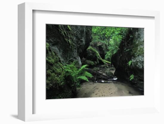 Halerbach - Haupeschbach Flowing Between Moss Covered Rocks with Ferns (Dryopteris Sp.) Luxembourg-Tønning-Framed Photographic Print