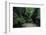 Halerbach - Haupeschbach Flowing Between Moss Covered Rocks with Ferns (Dryopteris Sp.) Luxembourg-Tønning-Framed Photographic Print