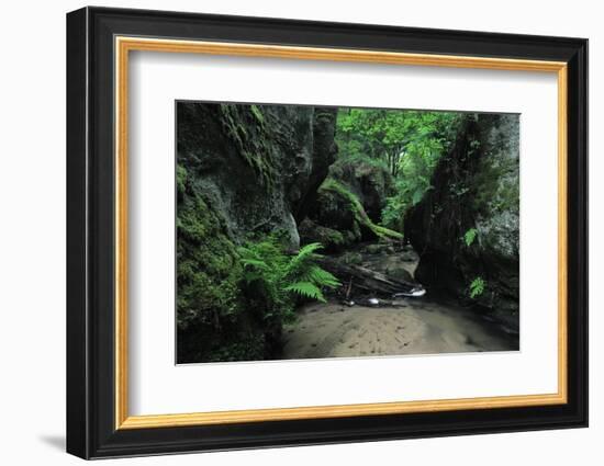 Halerbach - Haupeschbach Flowing Between Moss Covered Rocks with Ferns (Dryopteris Sp.) Luxembourg-Tønning-Framed Photographic Print