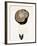 Half a Truffle on a Meat Fork-Marc O^ Finley-Framed Photographic Print