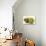 Half and Whole Kiwi Fruit-Greg Elms-Photographic Print displayed on a wall