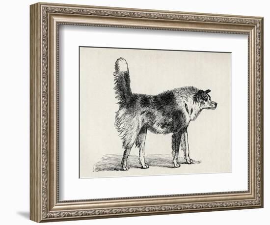 Half Bred Shepherd Dog with Hostile Intentions, from Charles Darwin's 'The Expression of the…-Mr. A. May-Framed Giclee Print