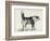 Half Bred Shepherd Dog with Hostile Intentions, from Charles Darwin's 'The Expression of the…-Mr. A. May-Framed Giclee Print