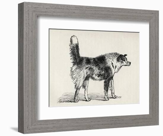 Half Bred Shepherd Dog with Hostile Intentions, from Charles Darwin's 'The Expression of the…-Mr. A. May-Framed Giclee Print