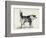 Half Bred Shepherd Dog with Hostile Intentions, from Charles Darwin's 'The Expression of the…-Mr. A. May-Framed Giclee Print