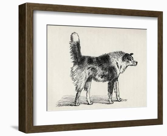 Half Bred Shepherd Dog with Hostile Intentions, from Charles Darwin's 'The Expression of the…-Mr. A. May-Framed Giclee Print