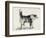 Half Bred Shepherd Dog with Hostile Intentions, from Charles Darwin's 'The Expression of the…-Mr. A. May-Framed Giclee Print