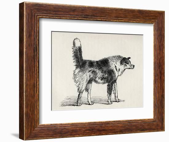 Half Bred Shepherd Dog with Hostile Intentions, from Charles Darwin's 'The Expression of the…-Mr. A. May-Framed Giclee Print