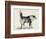 Half Bred Shepherd Dog with Hostile Intentions, from Charles Darwin's 'The Expression of the…-Mr. A. May-Framed Giclee Print