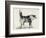 Half Bred Shepherd Dog with Hostile Intentions, from Charles Darwin's 'The Expression of the…-Mr. A. May-Framed Giclee Print