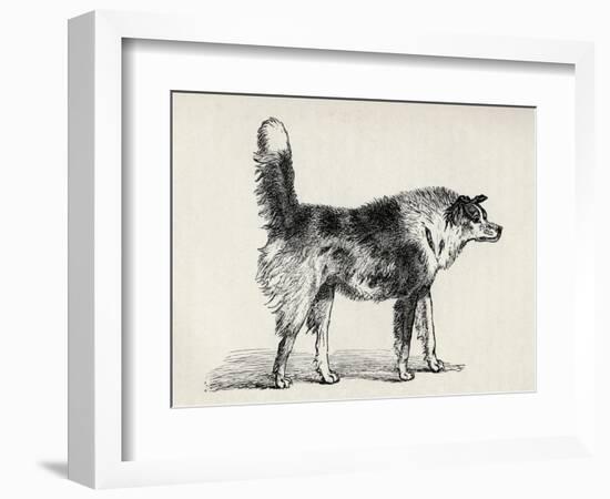 Half Bred Shepherd Dog with Hostile Intentions, from Charles Darwin's 'The Expression of the…-Mr. A. May-Framed Giclee Print