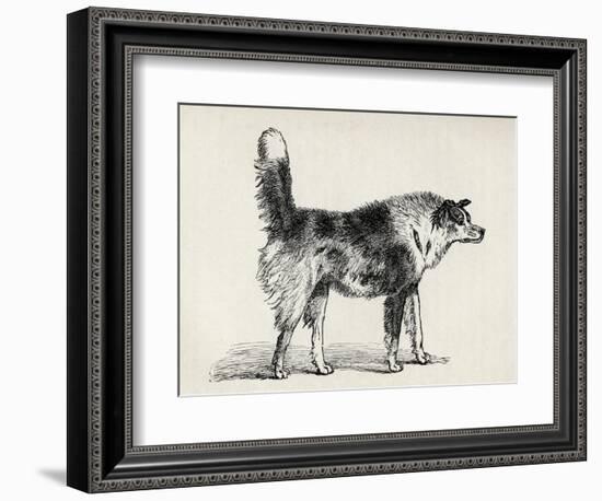 Half Bred Shepherd Dog with Hostile Intentions, from Charles Darwin's 'The Expression of the…-Mr. A. May-Framed Giclee Print