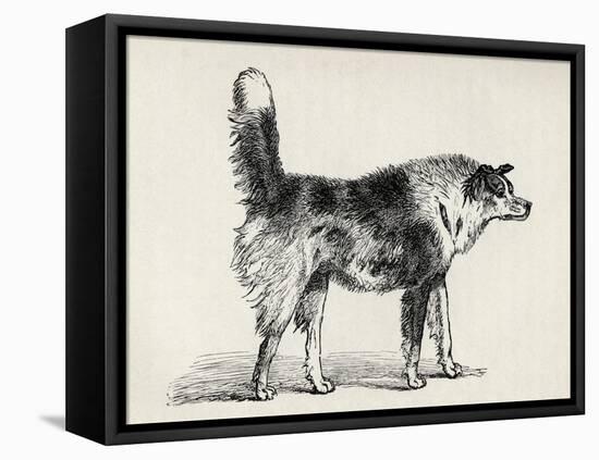 Half Bred Shepherd Dog with Hostile Intentions, from Charles Darwin's 'The Expression of the…-Mr. A. May-Framed Premier Image Canvas