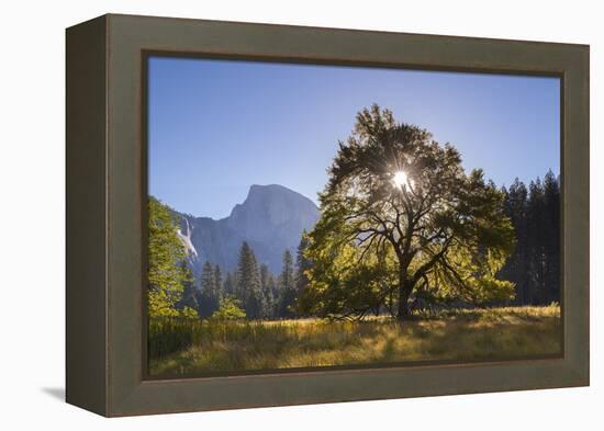 Half Dome and Elm Tree in Cooks Meadow, Yosemite Valley, California, USA. Autumn (October)-Adam Burton-Framed Premier Image Canvas