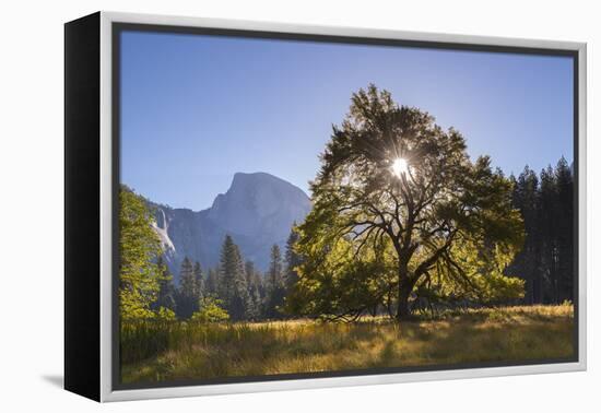 Half Dome and Elm Tree in Cooks Meadow, Yosemite Valley, California, USA. Autumn (October)-Adam Burton-Framed Premier Image Canvas