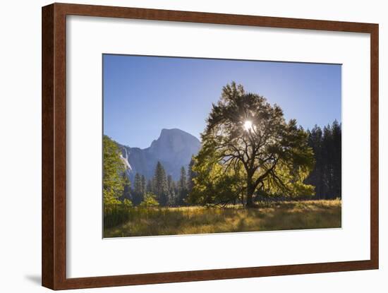 Half Dome and Elm Tree in Cooks Meadow, Yosemite Valley, California, USA. Autumn (October)-Adam Burton-Framed Photographic Print