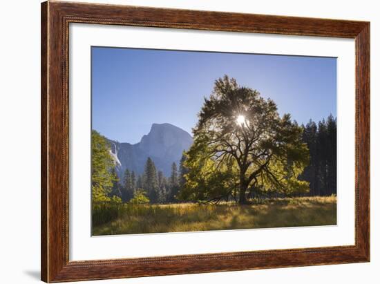 Half Dome and Elm Tree in Cooks Meadow, Yosemite Valley, California, USA. Autumn (October)-Adam Burton-Framed Photographic Print