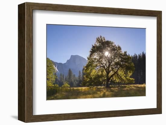 Half Dome and Elm Tree in Cooks Meadow, Yosemite Valley, California, USA. Autumn (October)-Adam Burton-Framed Photographic Print